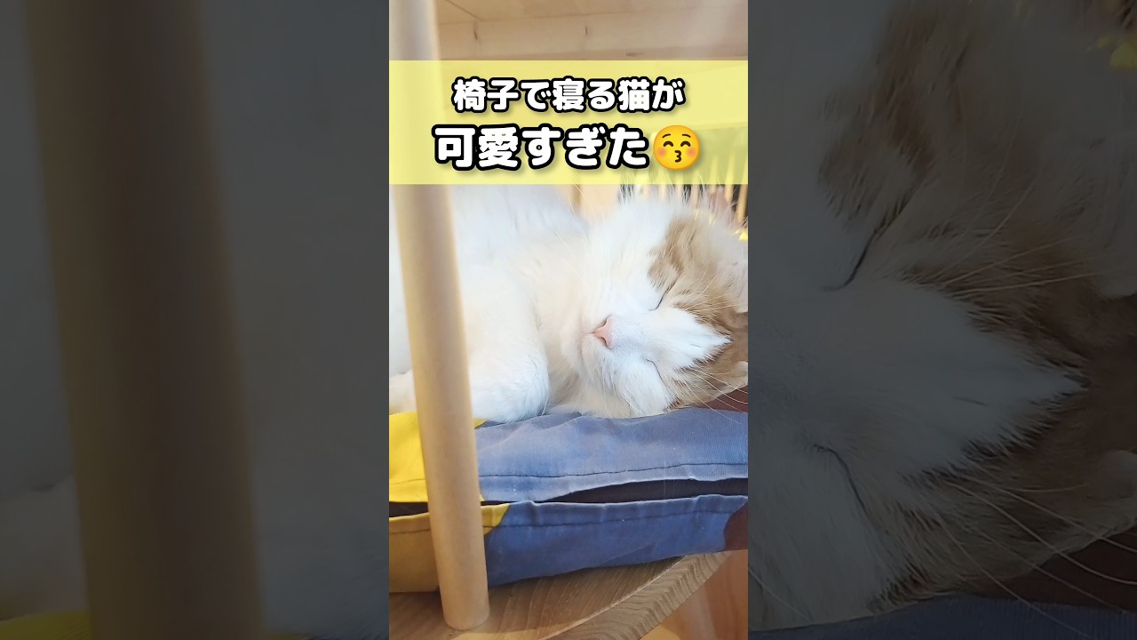 うちの猫の指定席 #猫のいる暮らし #猫 #メインクーン