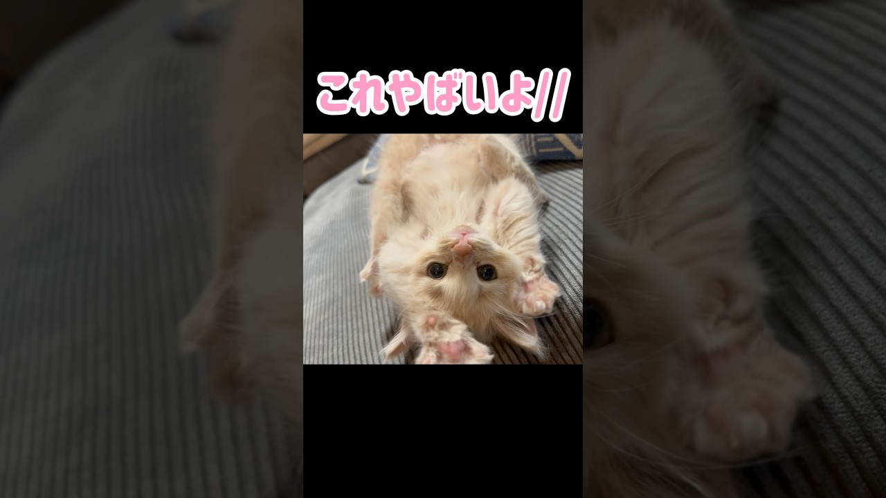 【大悶絶】こねこを友人に見せた結果…w