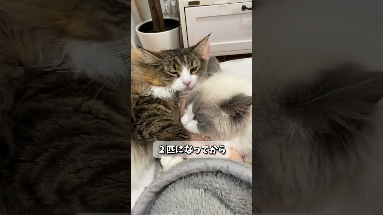 ２匹目の猫がきて変わったこと４選　#cat #猫 #ねこ#子猫  #ノルウェージャン #ノルウェージャンフォレストキャット #北欧猫 #ラグドール