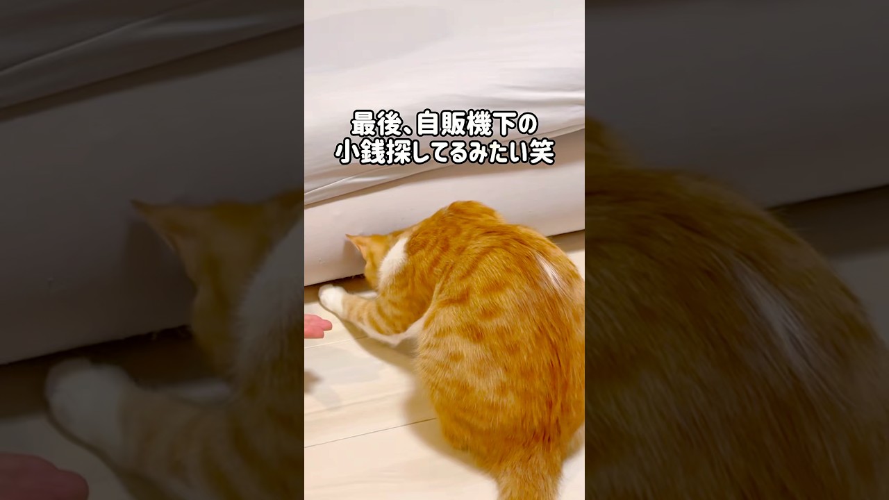 隙間に入ってしまった大好きなおやつを探す可愛い子猫！#ねこ #猫 #子猫 #茶白猫 #保護猫 #茶トラ白 #cutecat #Kitty #cat #猫好きさんと繋がりたい