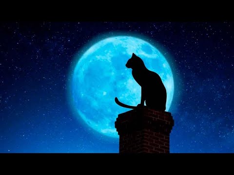 KORAT CAT, YES OR NO? KORAT CARACTERÍSTICAS #gatos #magic #korat