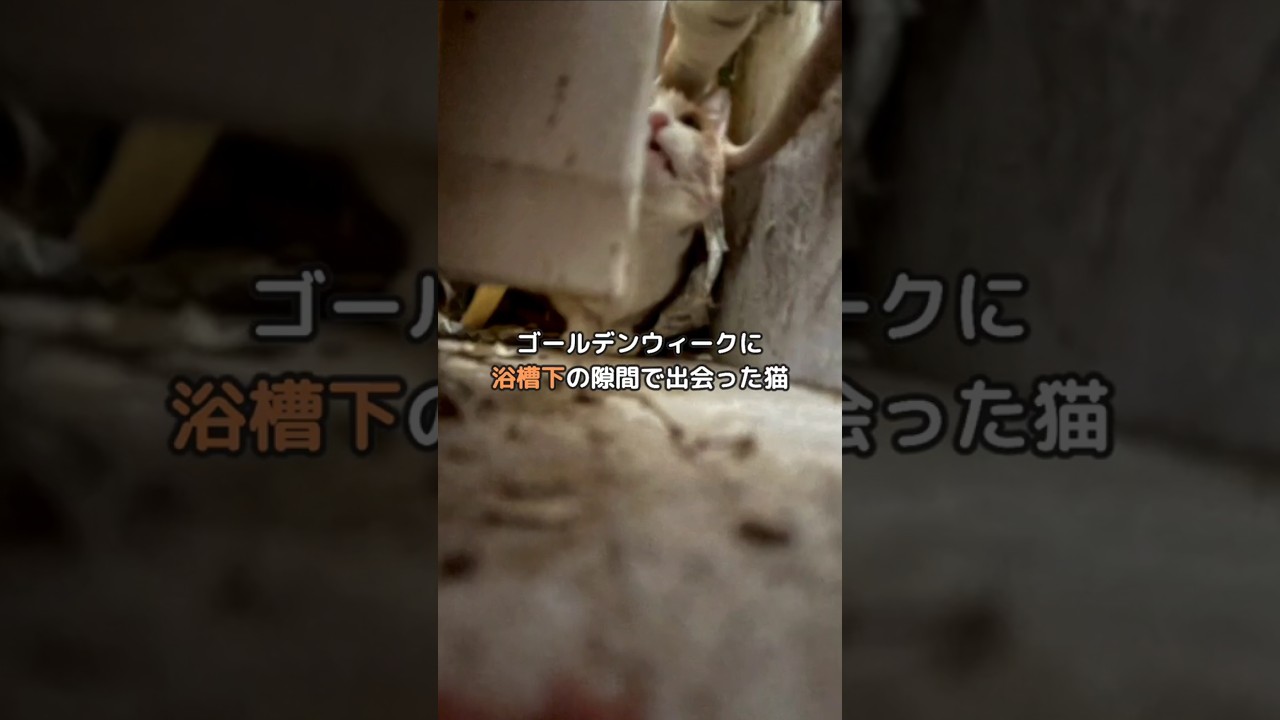 GWに浴槽下の隙間で出会った猫ちゃん仲間入り