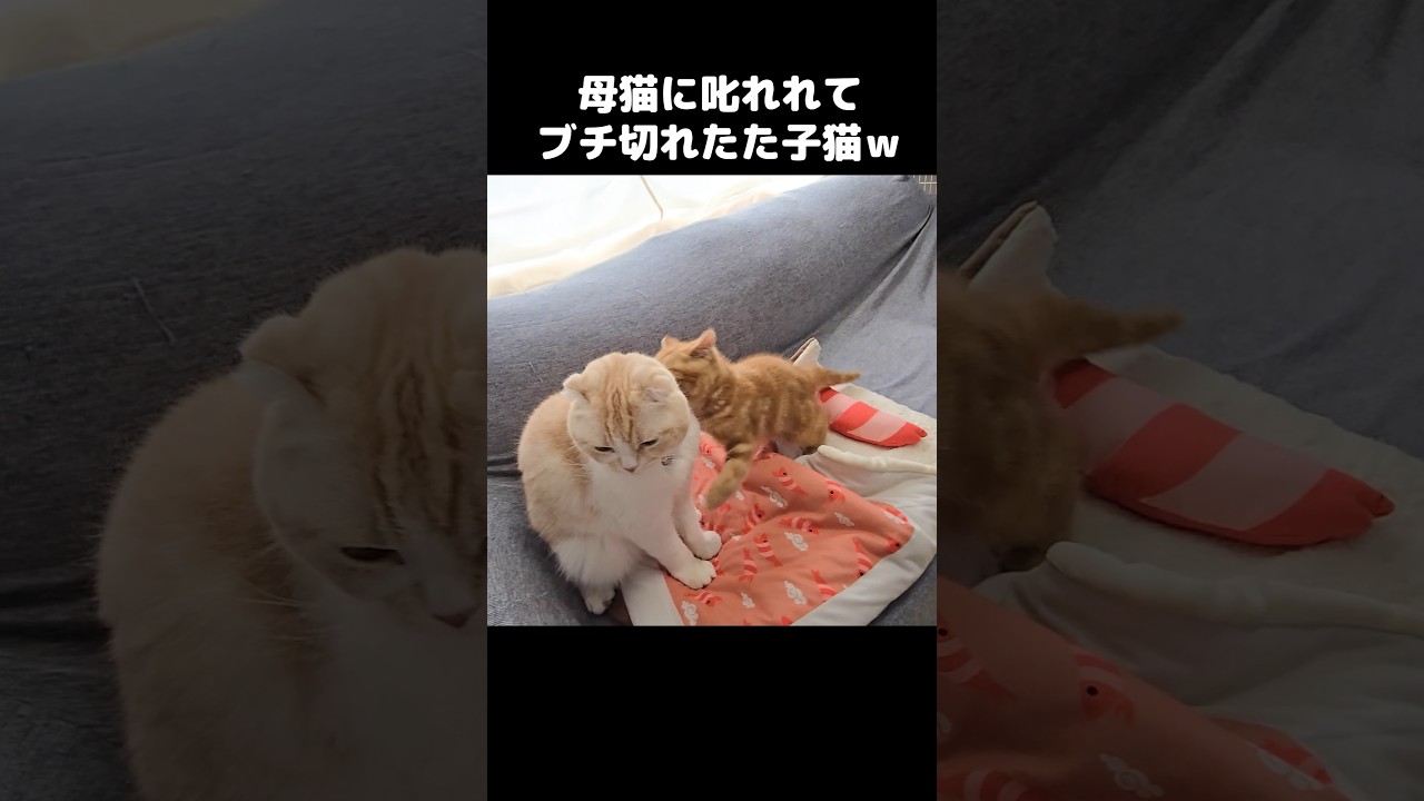母猫に叱られてブチ切れた子猫がこうなった...Kitten got scolded by mom… and totally lost it 😂😾
