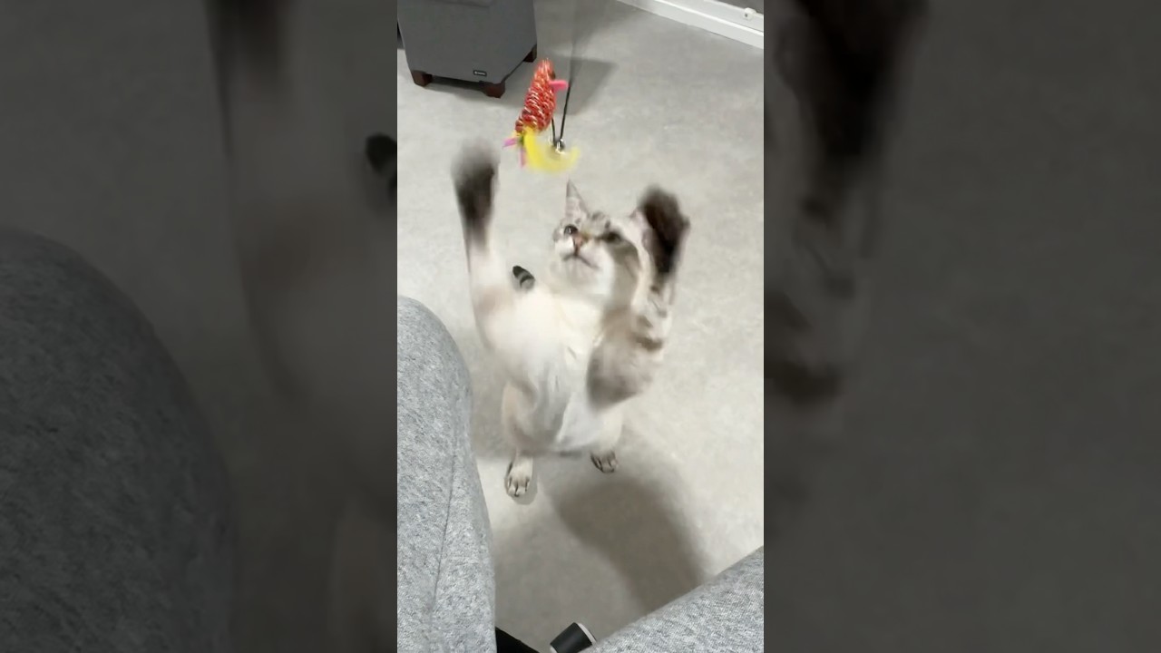 必死な猫　#シャムトラ #元保護猫 #シャムミックス  #cat #猫耳 #kitten  #猫耳 #siamesemix