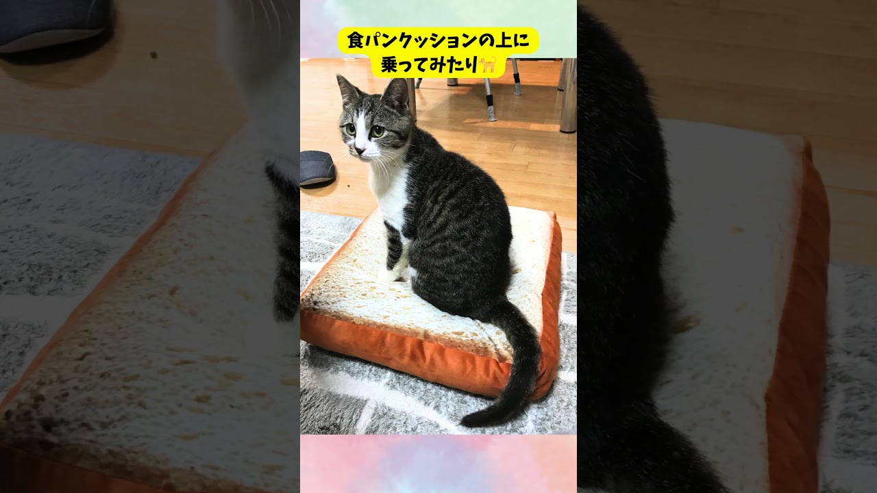 そら君、家猫修行開始！その①🐈️