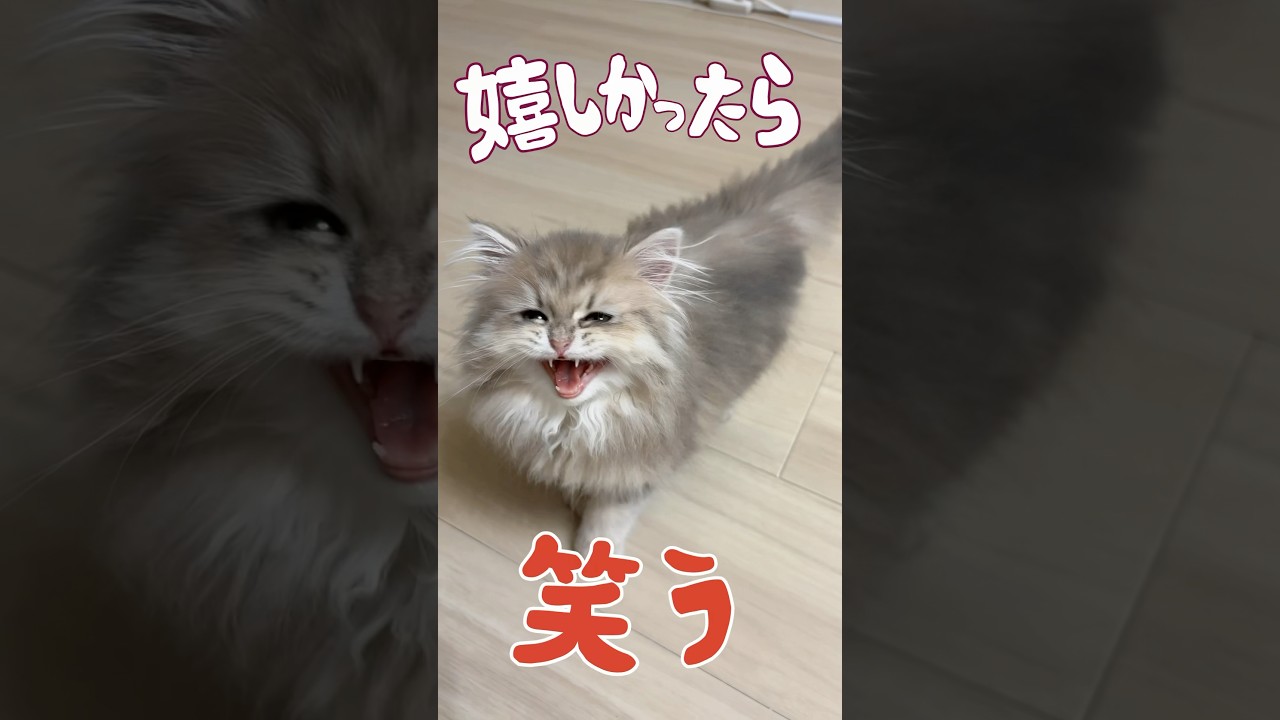 明日の私に幸あれ#ペルシャ #cat #子猫 #ねこ #明日の私に幸あれ