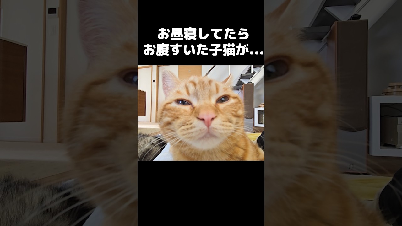 お昼寝してたらお腹空いた子猫がこうなってた...I was napping… then a hungry kitten did THIS 😹🍴