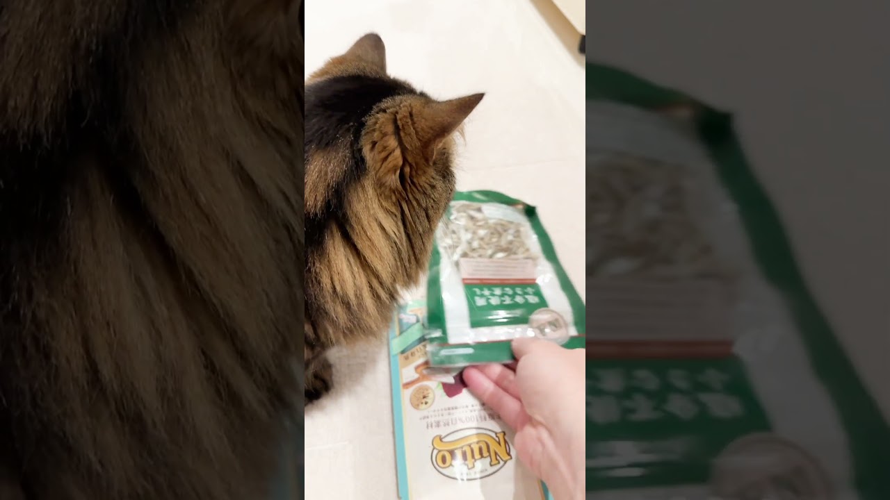 おやつの福袋＋新ポンポン【マンチカンのアーサー】 #Shorts