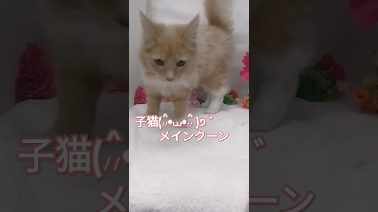 メインクーン/宮城県内ペット子猫販売店/福島県郡山市 #cat  #cute  #子猫   #メインクーン #ネコ