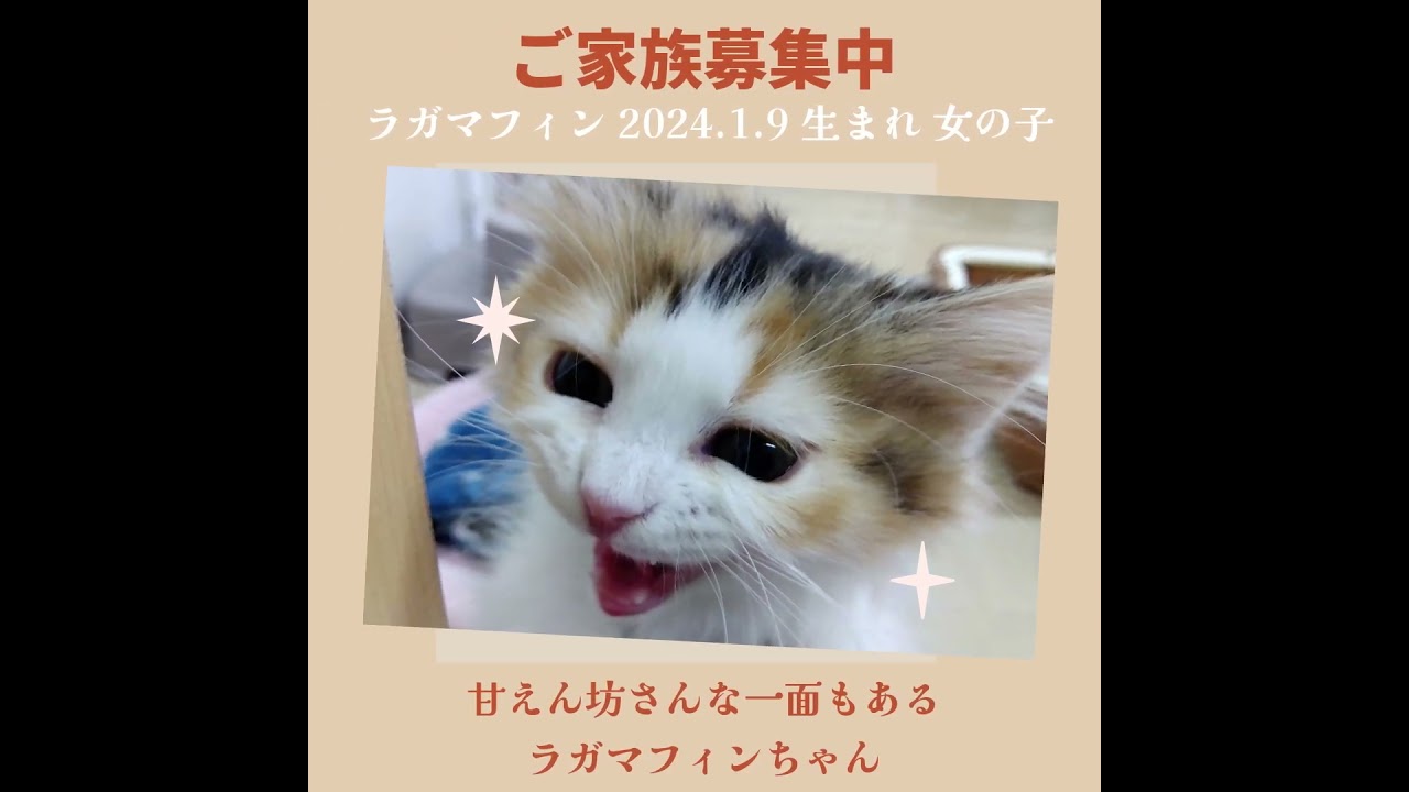 甘えん坊さんな一面もあるラガマフィンちゃん😺【横浜ペットショップ ベルドック】#shorts #猫動画 #猫のいる暮らし #ラガマフィン