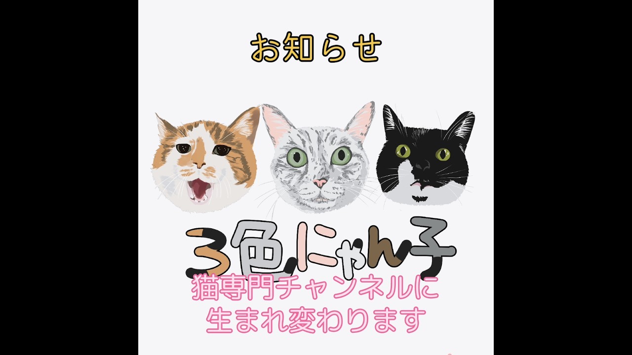 猫専用チャンネルに生まれ変わります😺アカウント名は三色にゃん子にな変わりま した！#猫のいる暮らし #猫 #cat #cats #多頭飼育 #高齢猫 #老猫 #保護猫 #三毛猫 #サバトラ #黒白