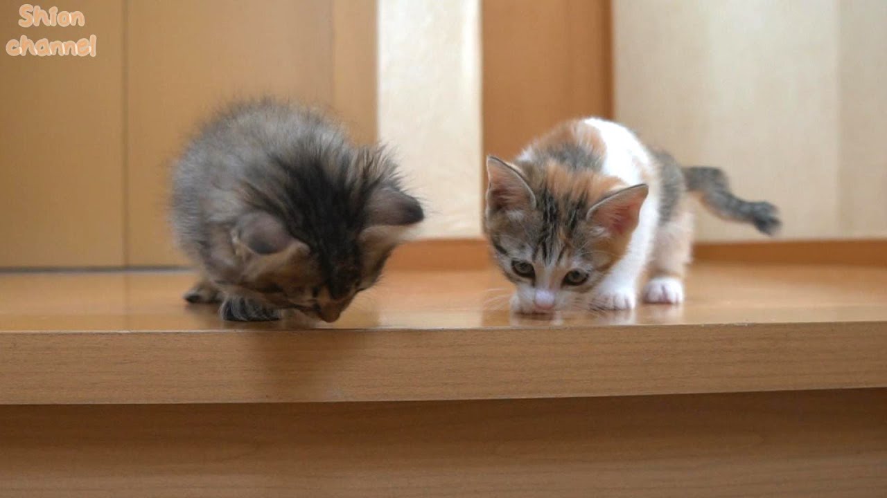【生後45日】子猫が初めて階段に挑戦したらこうなりました…
