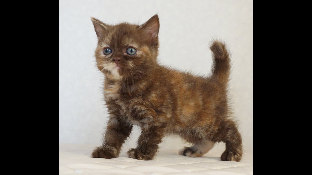 ブリティッシュショートヘアー子猫　British Shorthair　2025.3.20産まれ　チョコトーティー　女の子　シーダキャット猫のお店