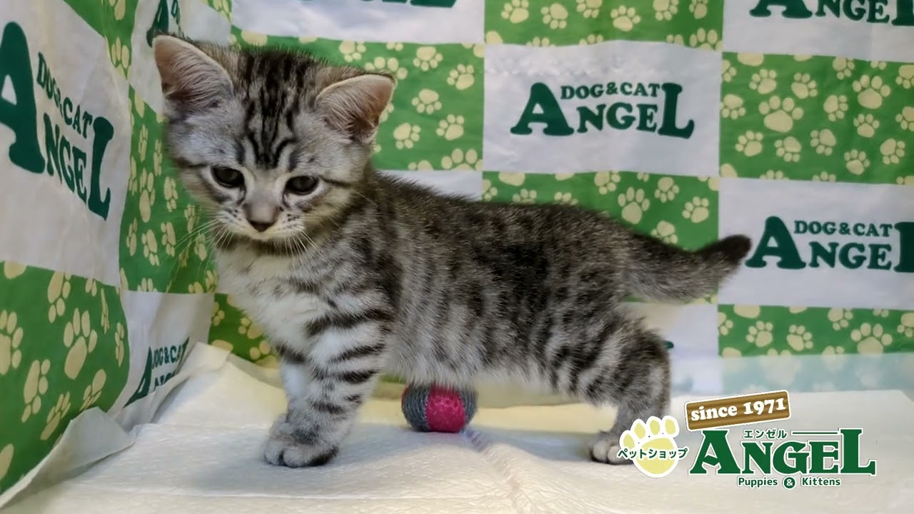 アメリカンショートヘアー 2504131 【ペットショップエンゼル　子犬・子猫販売】