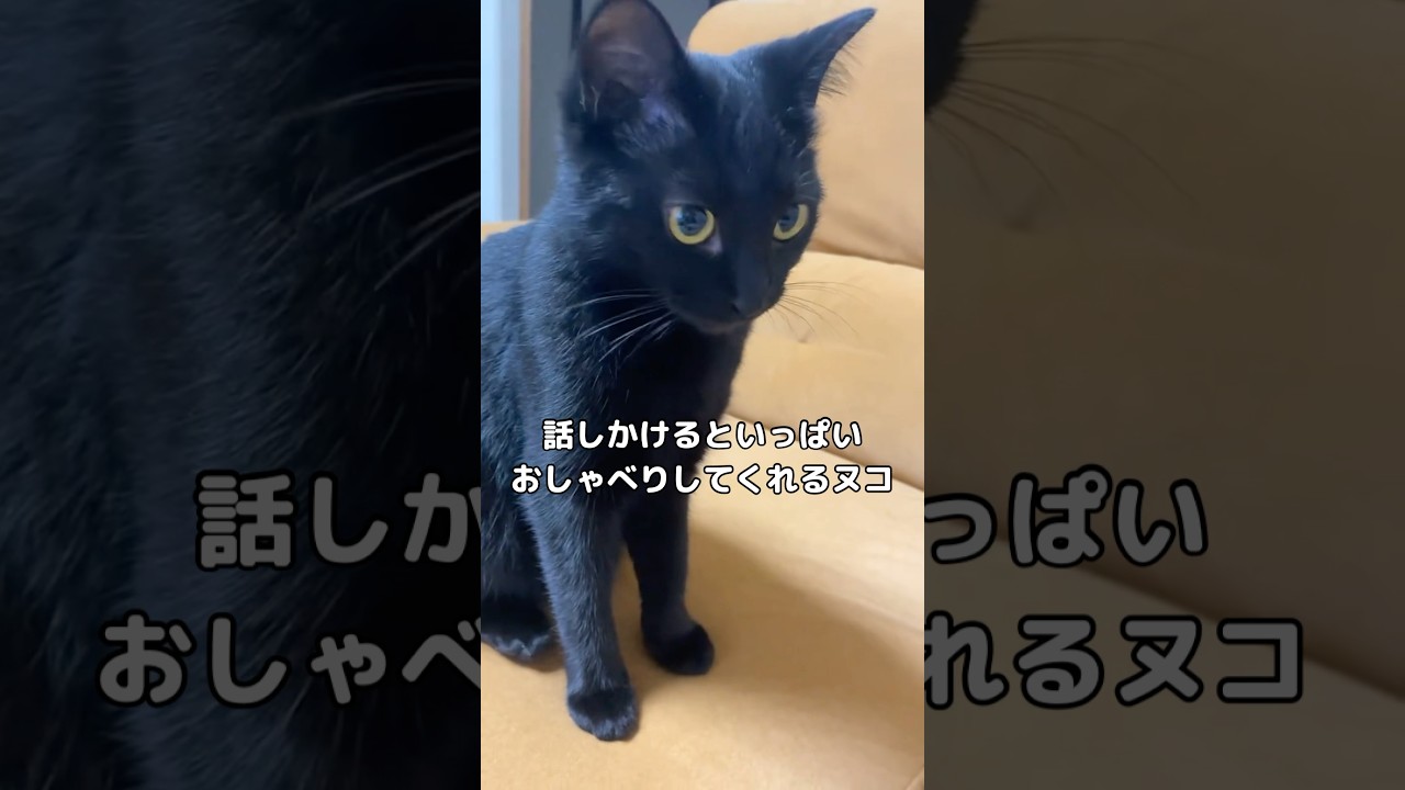話しかけるといっぱいおしゃべりしてくれる黒猫 #黒猫 #子猫 #ぬこ #shorts