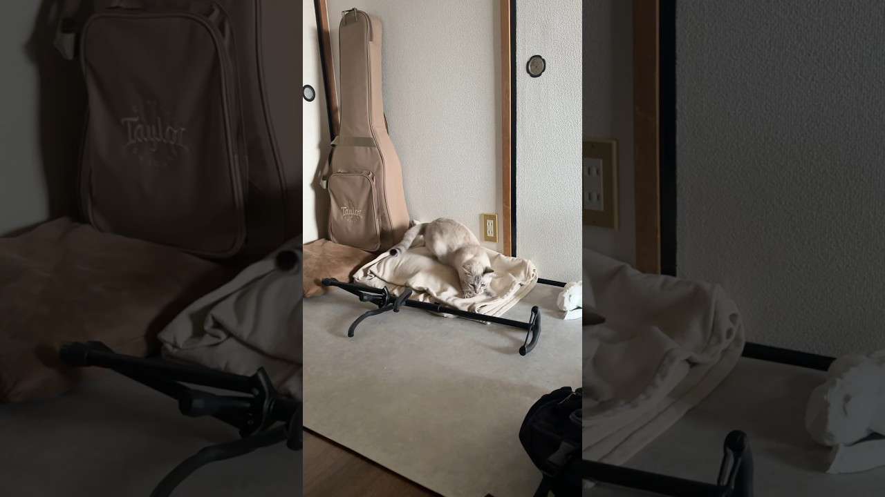 朝から元気すぎる猫の1日　#シャムトラ #元保護猫 #シャムミックス  #cat #猫耳 #kitten  #猫耳 #siamesemix