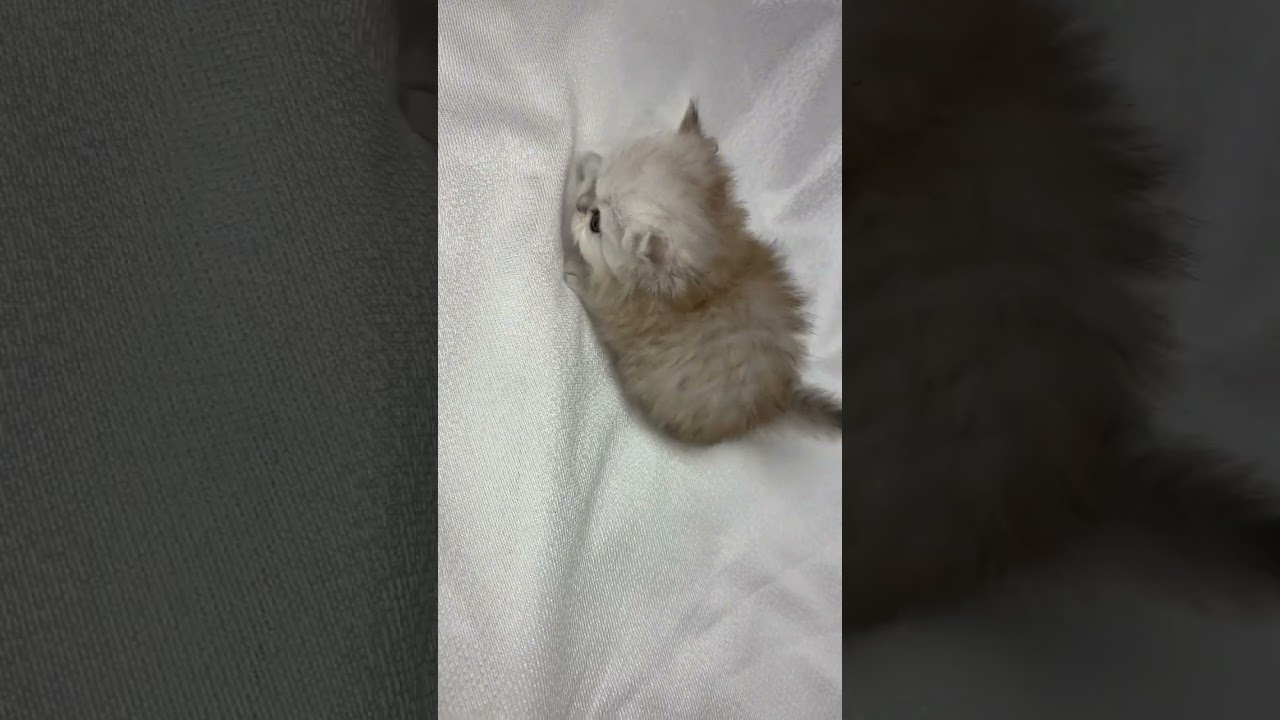 ペルシャ（チンチラ） きゅるきゅる女の子！