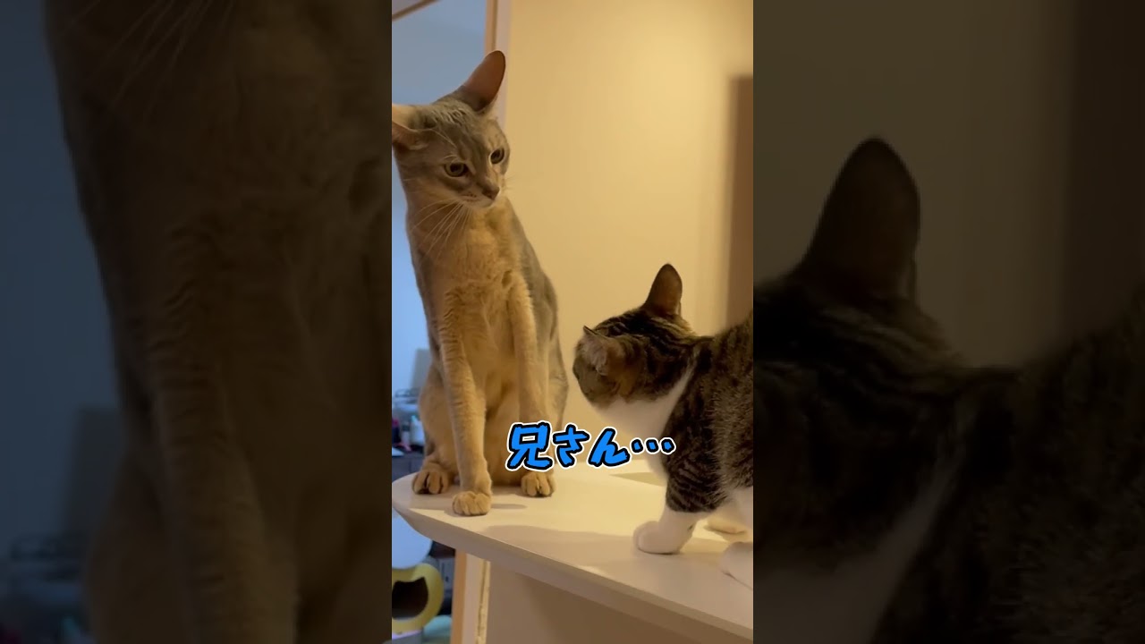 ニャン斗の拳19 ～ぶつかり稽古に励む兄弟猫編～ shorts #猫 #アビシニアン