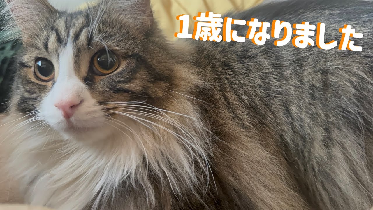 1歳になったメインクーン【元保護猫】