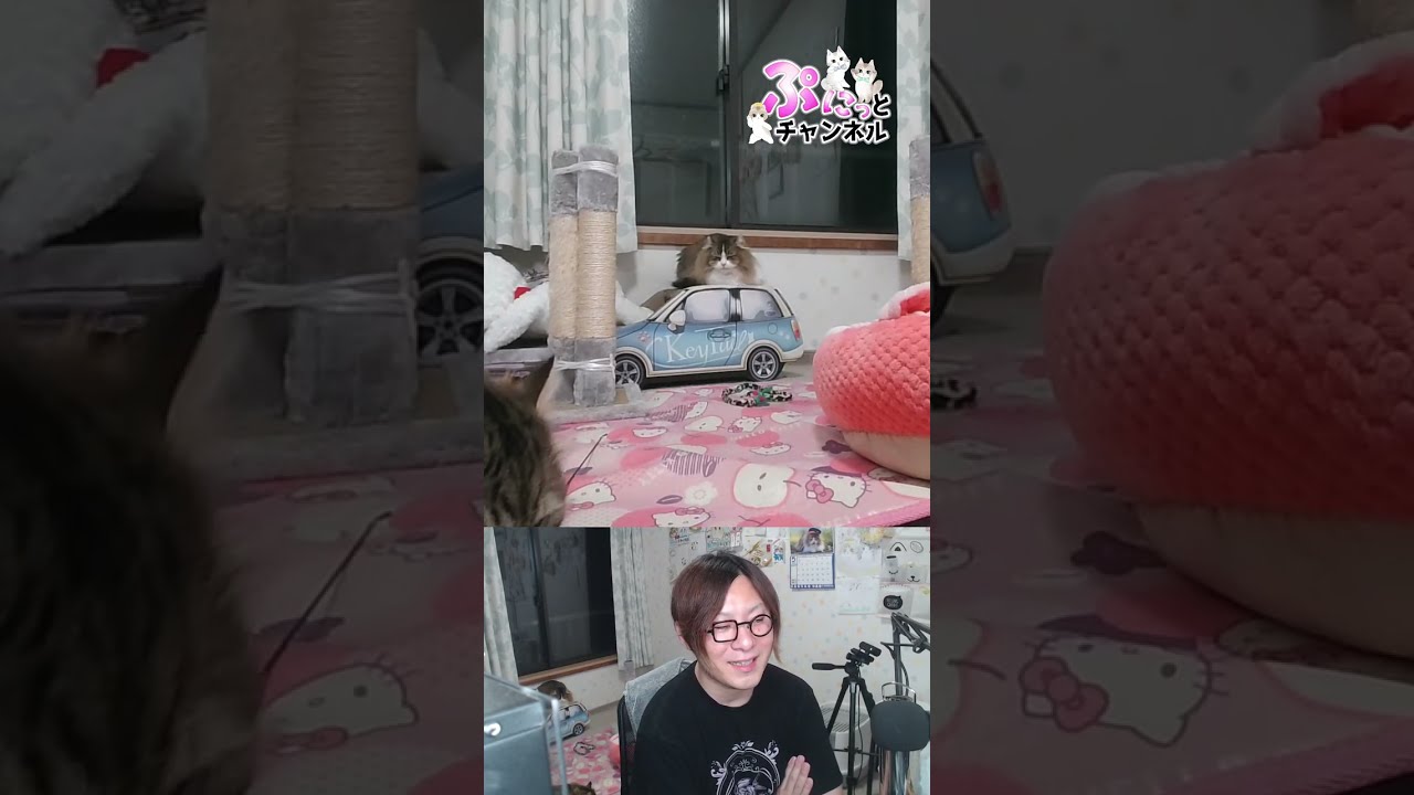 土曜日は撮影オフ会♪猫ちゃんライブ配信♪