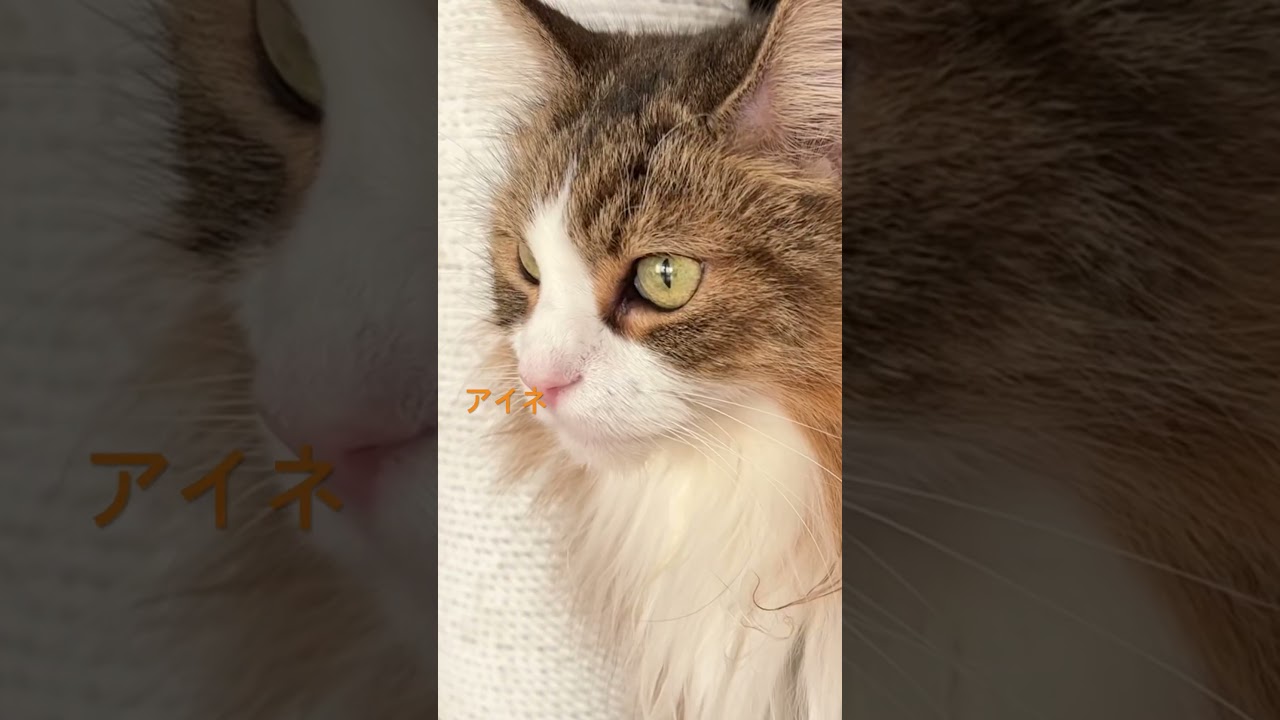 おはようの猫#shorts #cat #猫のいる暮らし #ノルウェージャンフォレストキャット #猫 #pets