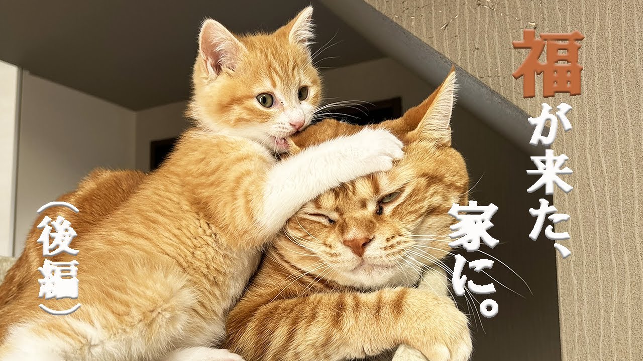 【保護猫】福が来た、家に。(後編)【子猫】