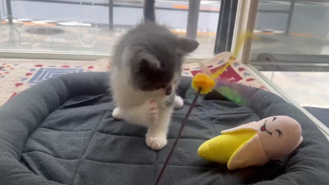 セルカークレックス　女の子　2025/3/9生まれ