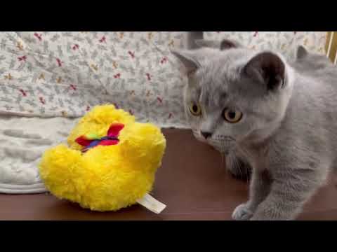 ブリティッシュショートヘア ※お値下げしました！人懐っこいブルー君です！　ブルー（短毛）