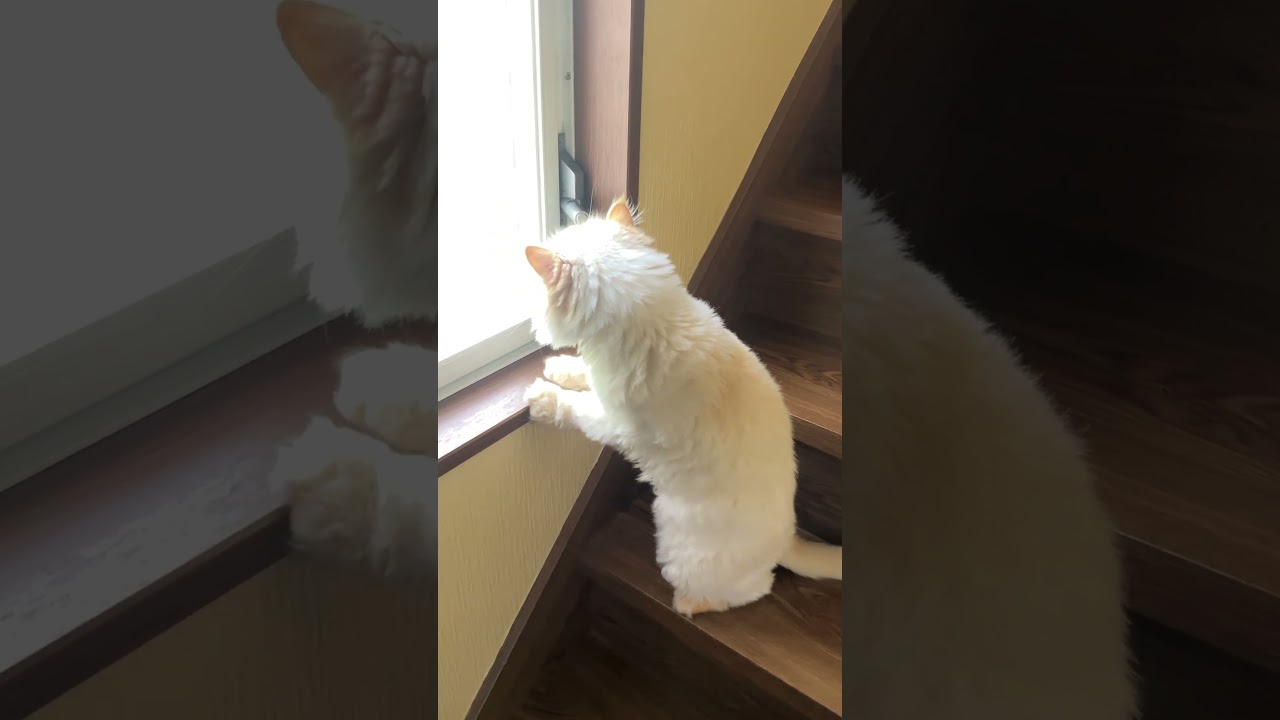 ♥チーノの日常【🐱鳥の声…】ホワイトヒマラヤン14歳（約72歳）　#shorts　#cat　#pets　猫好き　癒し