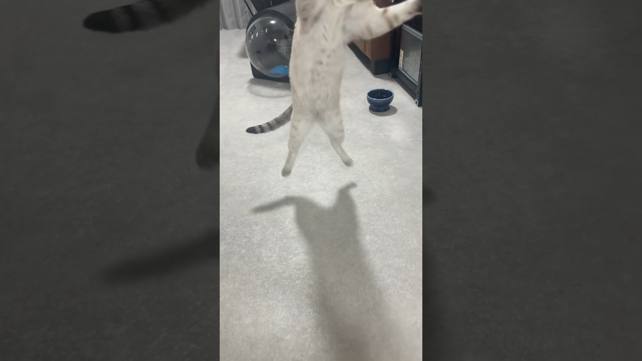 バットマンねこ　#シャムトラ #元保護猫 #シャムミックス  #cat #猫耳 #kitten  #猫耳 #siamesemix