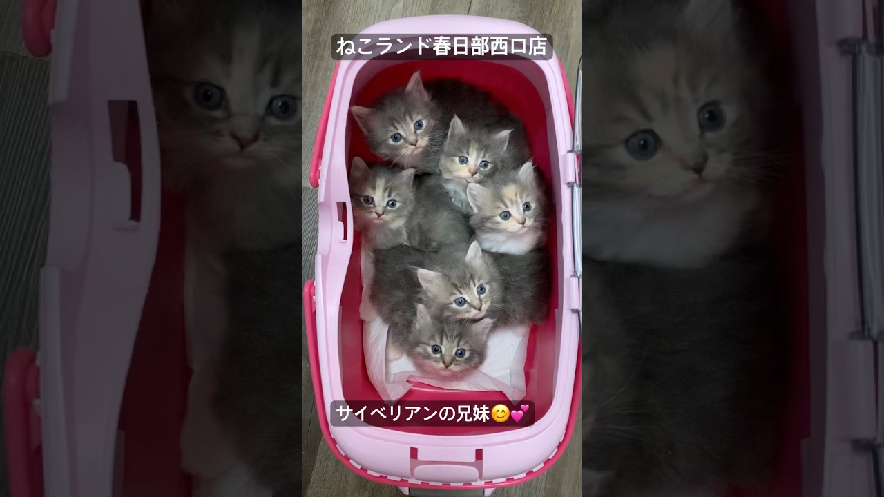 【子猫販売】#サイベリアン #cat #ブリーダー #ねこランド #春日部