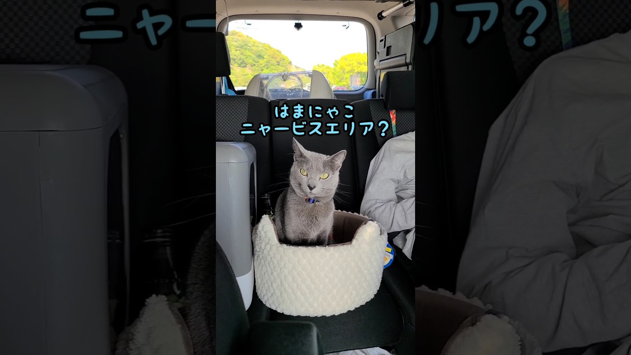 実家に帰省するらしいニャ🐈‍⬛ #猫 #ロシアンブルー #shorts