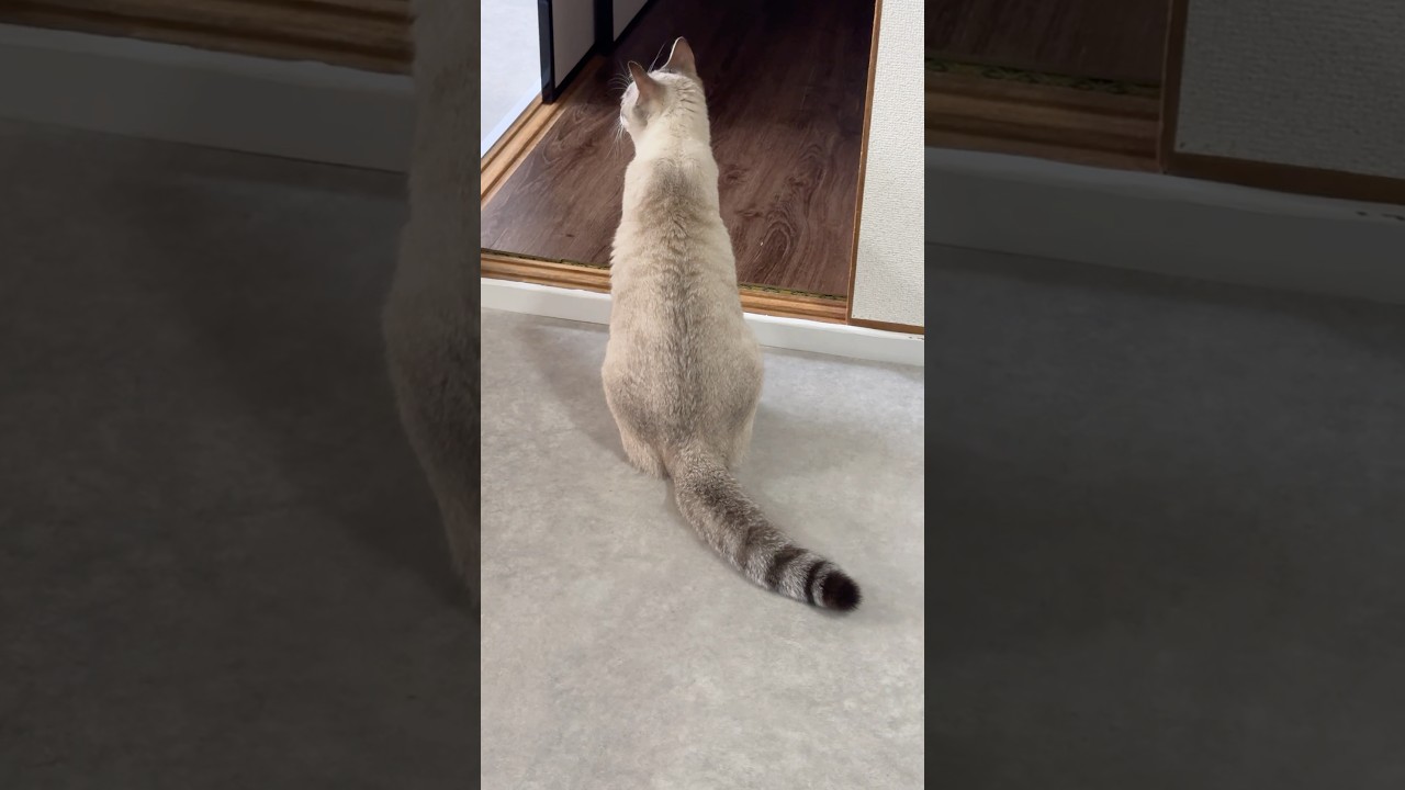 しっぼ太くなりました！　#シャムトラ #元保護猫 #シャムミックス  #cat #猫耳 #kitten  #猫耳 #siamesemix