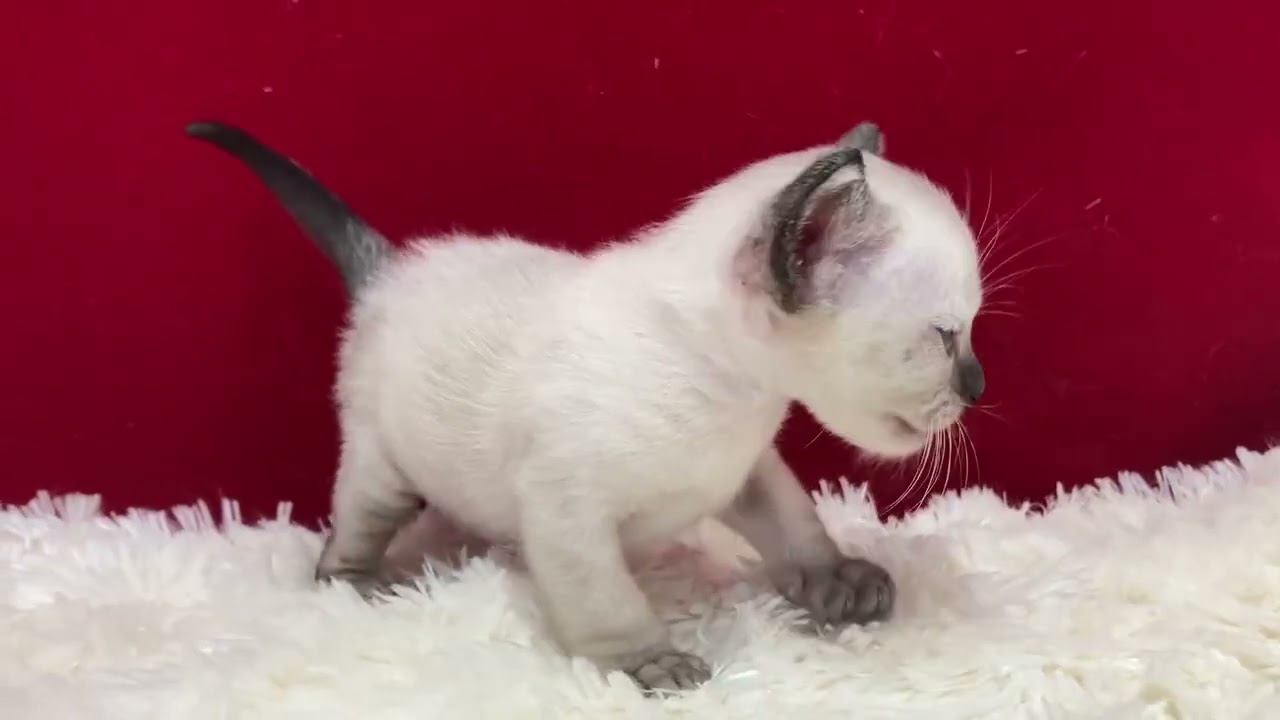 トンキニーズ とっても可愛い子ですよ！　ブルーポイント