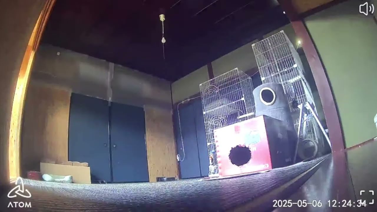 【 猫 】 ( 古民家 ) 保護猫部屋LIVE　入居猫募集中‼