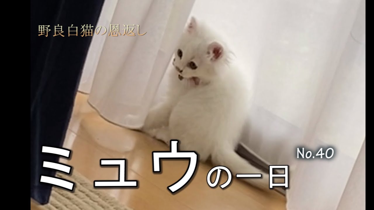 野良白猫の恩返し　ミュウの一日　No.40