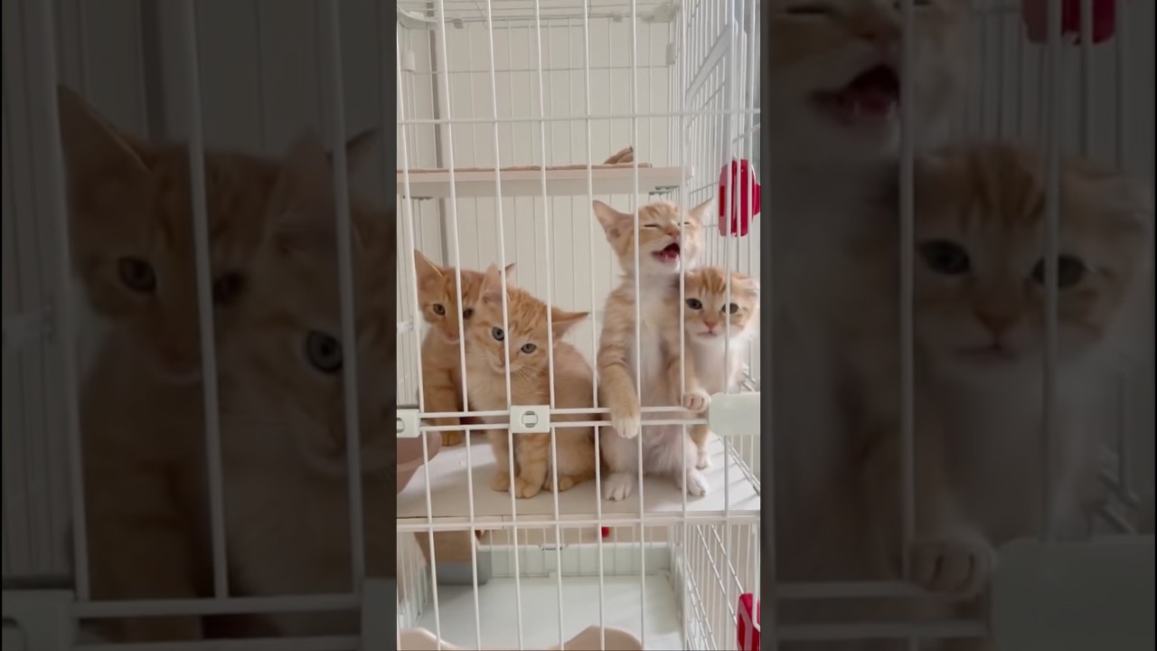 この部屋に入る時は心臓が何個あっても足りない #子猫 #茶トラ #shorts