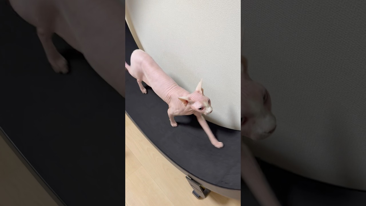 んーんー言いながら歩く毛のない猫【スフィンクス】