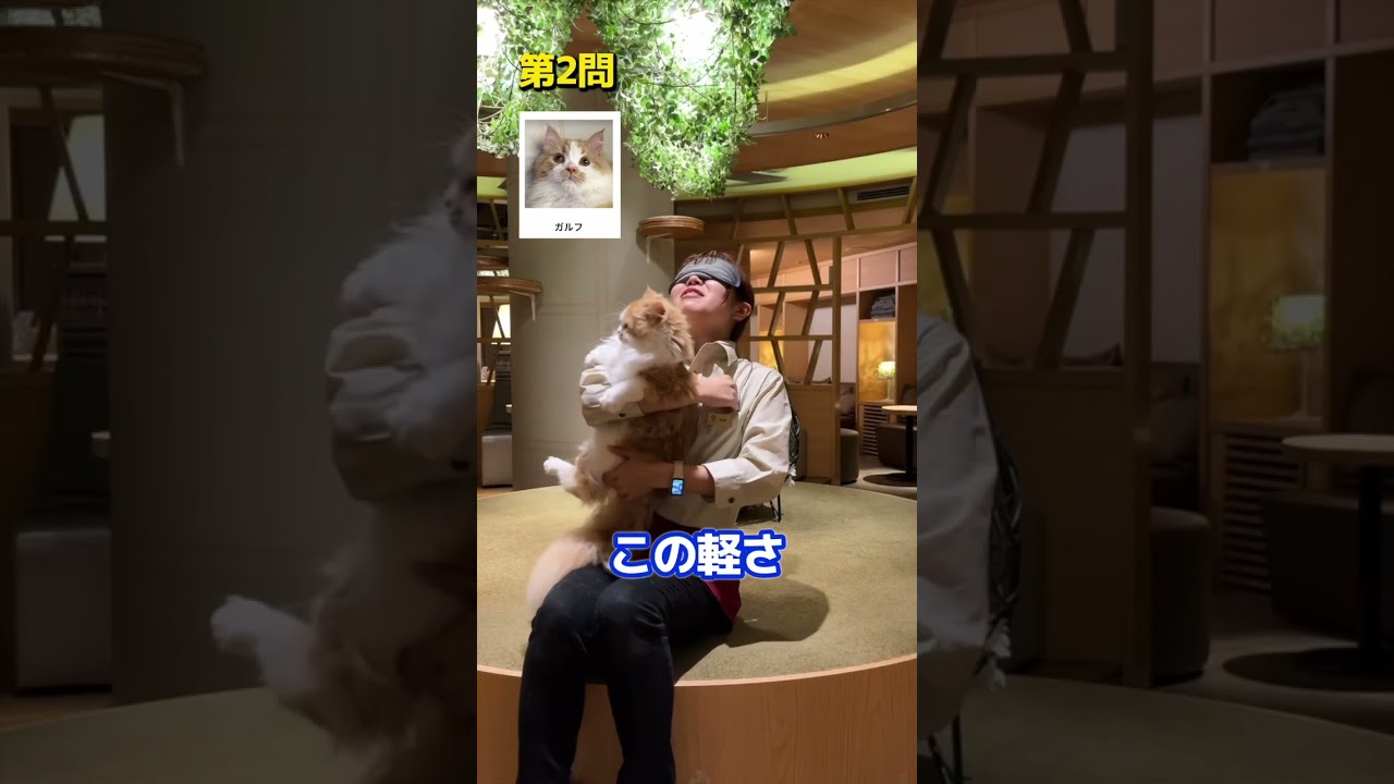 目隠ししてどの猫ちゃんかわかる？ #cat #catcafe #猫カフェモカ