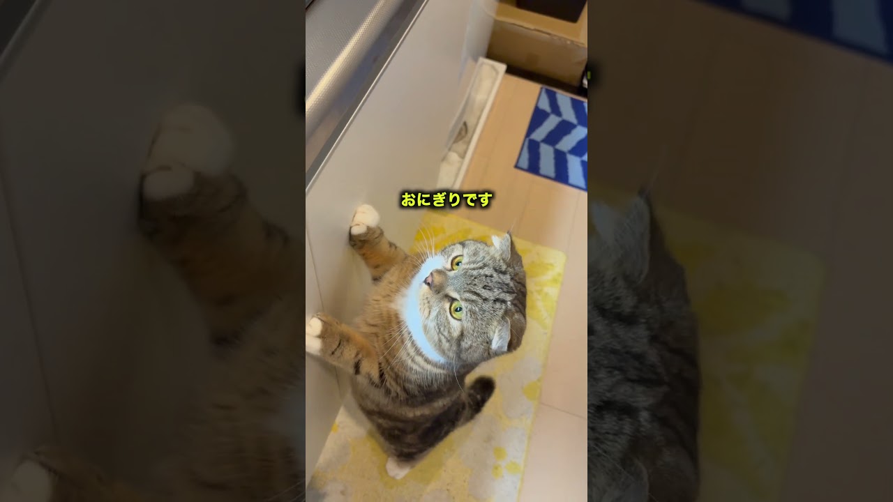 猫よ これはおもちゃじゃなくて食べ物です　#スコティッシュフォールド #ソックス猫 #ねこ #cat #ネコ