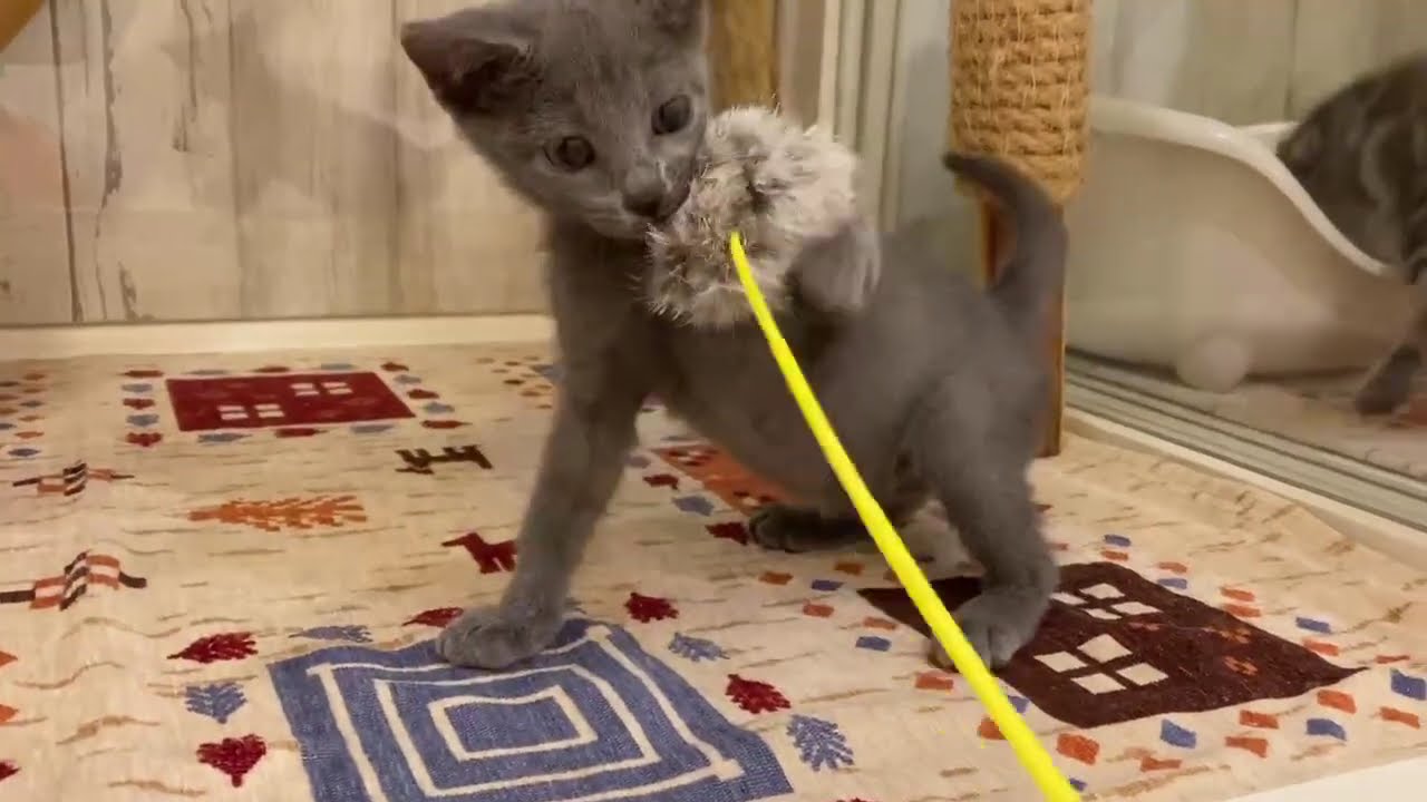 ロシアンブルー　女の子　2025/3/9生まれ