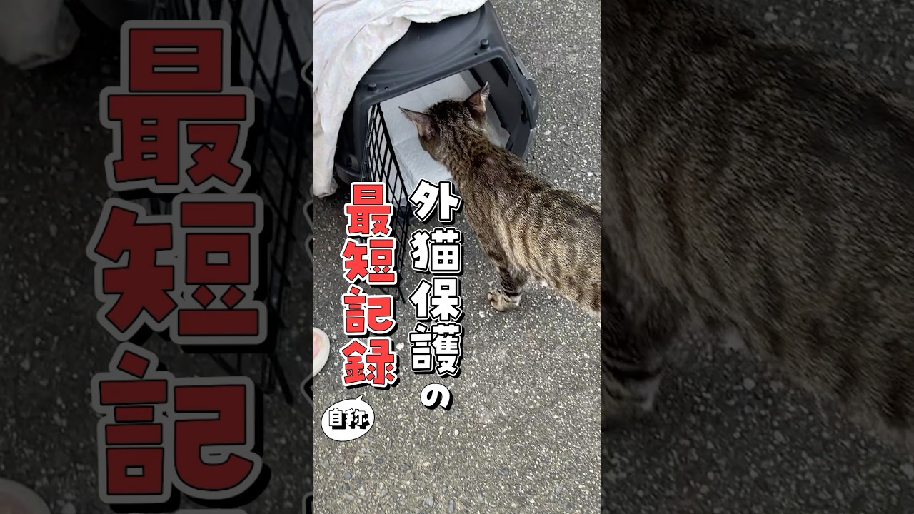【捕獲まで３秒】速すぎる外猫保護の最短記録！？ #ねこ #保護猫 #保護猫活動