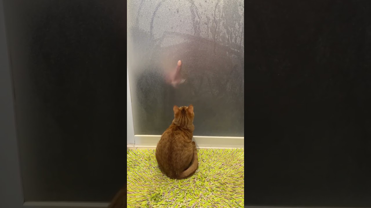 風呂が気になるりんちゃん #shorts #cat #保護猫 #子猫 #猫のいる暮らし #癒し #茶トラ #まるどら