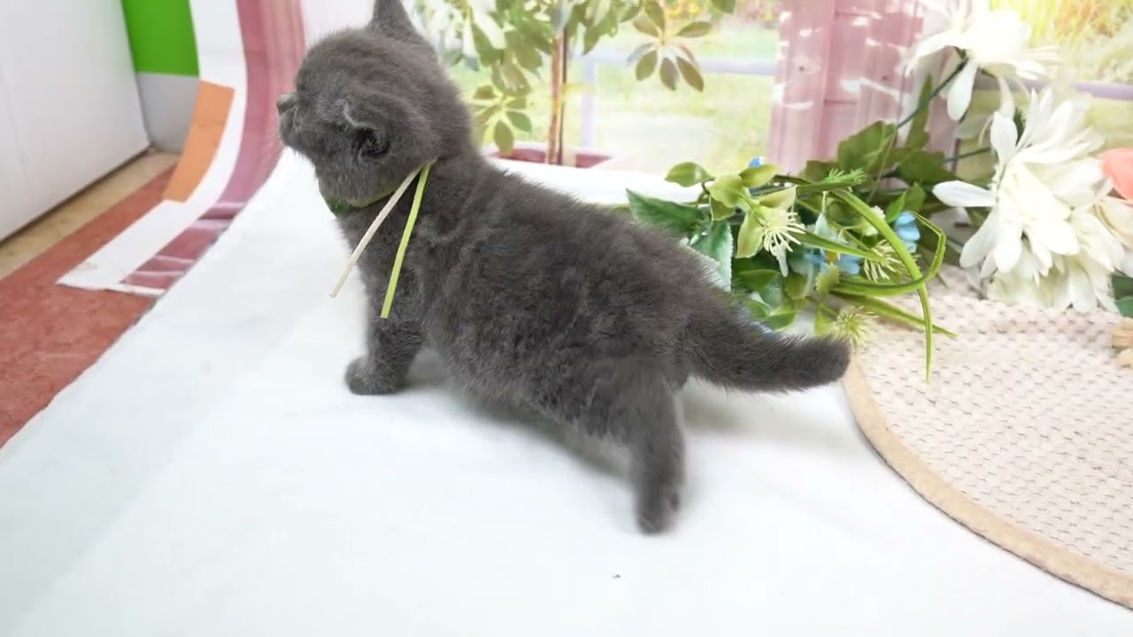ブリティッシュショートヘアーの男の子☆