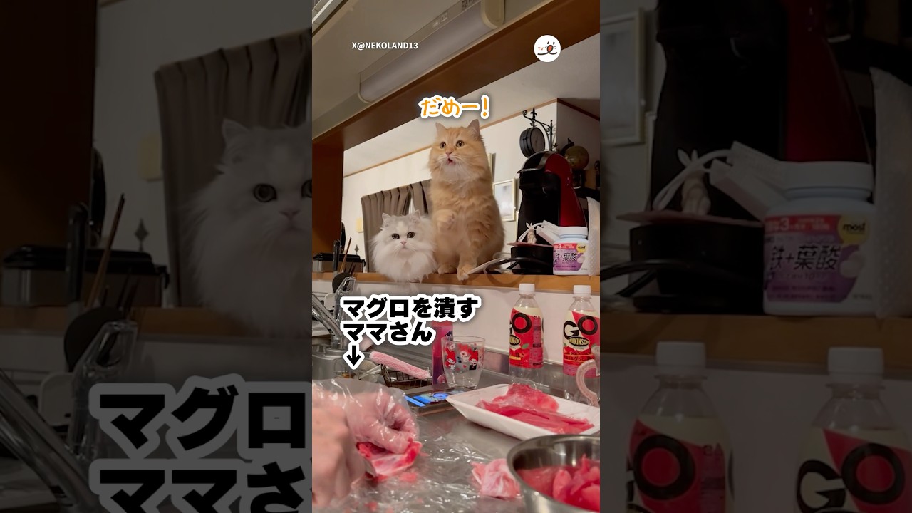 必死に止めようとする猫たち｜PECO