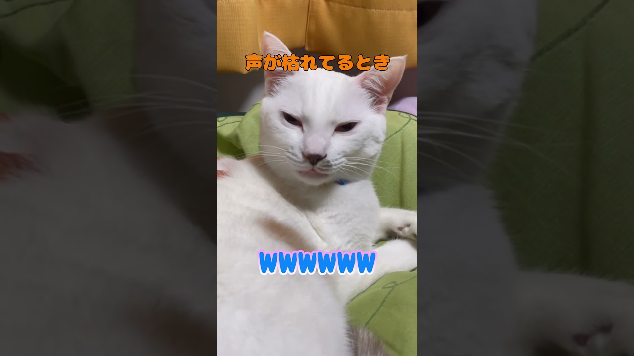 状況によって変わる猫の鳴き方が可愛いすぎる
