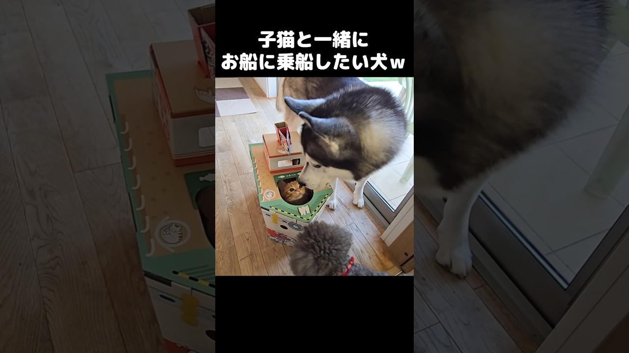 子猫と一緒にお船に乗船したい大型犬がこうなったBig dog wanted to join the kitten on the boat… and this happened 🐶🐱⛵