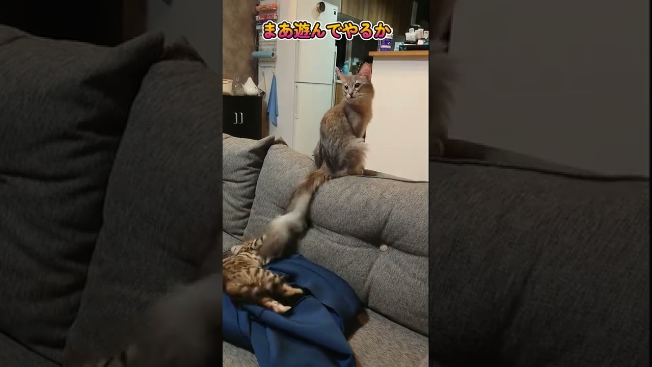 弟分のベンガルを尻尾であやすソマリの子猫#shorts　#cat　#子猫　#ベンガル　#ソマリ　#猫のいる暮らし