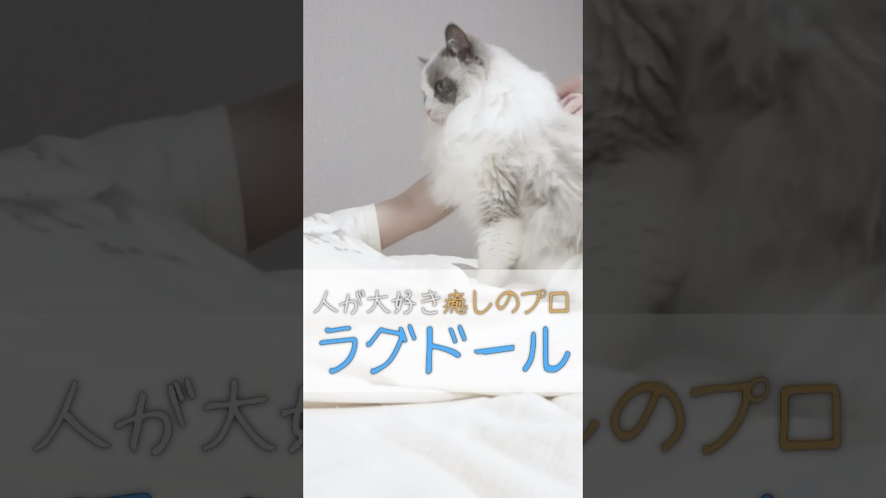 ラグドールが飼い主に甘える瞬間5選