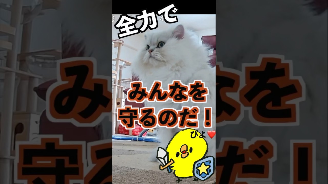 勇敢なペルシャ猫、留守中に家族を守る！#ペルシャ猫
